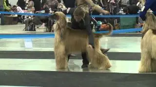 АФГАНСКАЯ БОРЗАЯ, AFGHAN HOUND ...ЕВРАЗИЯ(2)2013  экслюзивно для s/p