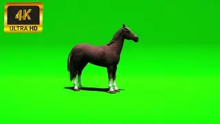 009 - Green Screen | Chroma Key | Animal 4K | Horse