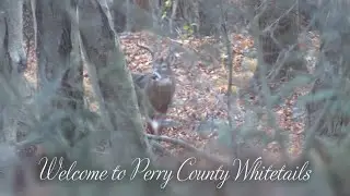 Day 9 Last Chance Bear Hunt PA Archery 2024 public land,pizza,predator call,Giant Buck