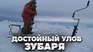 A decent catch of dentex! Smelt fishing in March