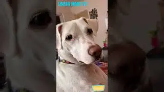The friends never bear to grow up #12 - Funny dogs - Funny animal - Laugh more TG
