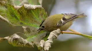 Goldcrest Bird Call Bird Song
