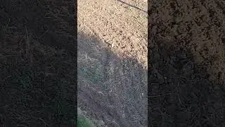 косой залипает🐰😄
