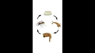 Mosquito Life Cycle | Life Cycle of Mosquito