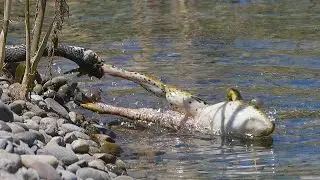 Dramatic long fight between grass snake and frog / Langer Kampf zwischen Ringelnatter und Frosch