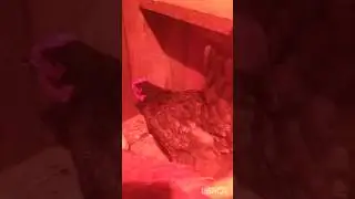 #животные