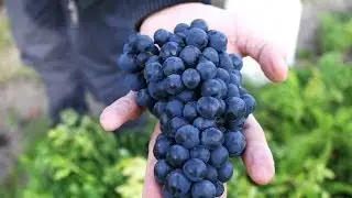 Winnica - rok z życia Regent vineyard