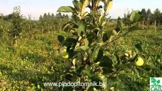 Яблоня сорт Конфетное / Ранние летние сорта яблонь