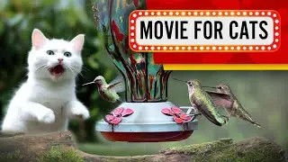 😸 Movie for Cats - Family of Hummingbirds (Slow-mo Bird video for Cats to watch)
