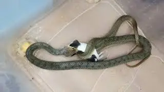 СЛАБОНЕРВНЫМ НЕ СМОТРЕТЬ!!! Крупный кормовой объект для полоза.