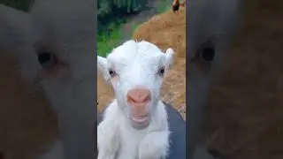 #funny #entertainment #ytshorts #viral #trending #shorts #subscribe #funnyvideo #youtubeshorts
