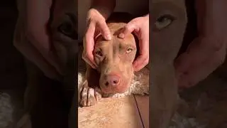 Как Джина придумывает сюжеты 😁 