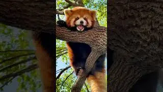 Not a day shall pass that I don’t miss your smile 🥰🥰🥰 #trending #cute #adorable #redpanda #love