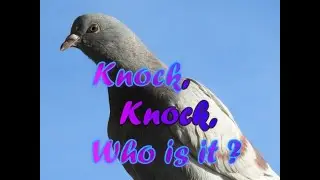 🔨🐦Pigeons 