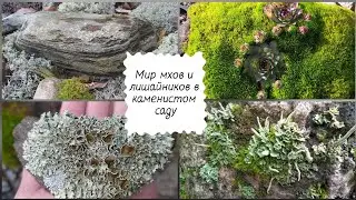 Мир мхов и лишайников в каменистом саду.