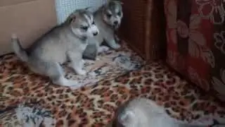щенки сибирский хаски