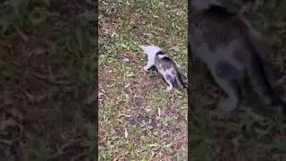 Tom and Jerry do exist!!☀️☀️☀️☀️☀️