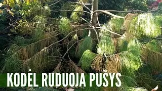 Ruduoja pušys? Kaip apžiūrėti spyglius ir atpažinti problemą
