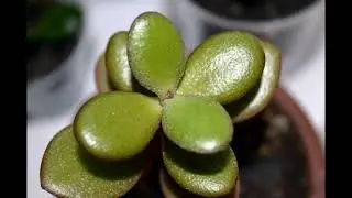 10 самых поразительных фактов о домашних растениях