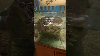 Я на солнышке 🌞 лежу 🐢
