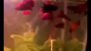 Female bettas and male getting along!