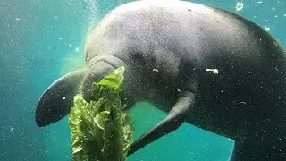 Ever seen a Manatee eat???!!😯