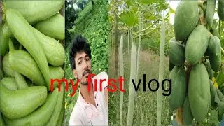 पपीता,कैंता, भिंडी तथा नेनूआ की खेती#viralvideo#shortsvideo#youtubeshortsvideo