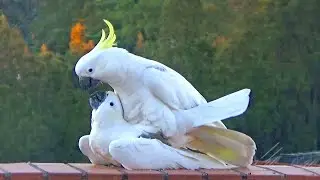 Sweet and Funny Cockatoo Love