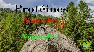 Protéines Animales VS Protéines Végétales