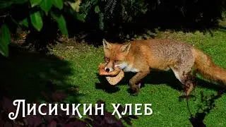 Рассказы Пришвина для детей