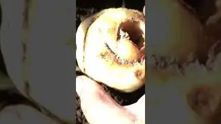 КАК ПОСАДИТЬ РЯБЧИК