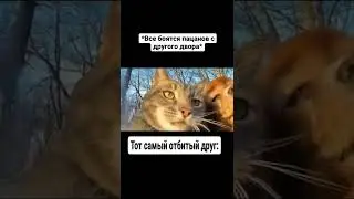 меме 