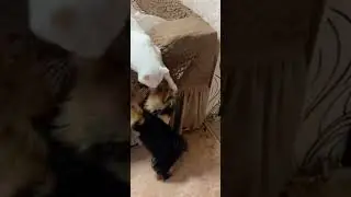 кот и пëс