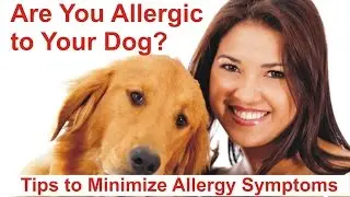 Are You Allergic to Your Dog? Tips to Minimize Allergy Symptoms