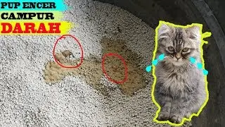 FIRST HELP CAT DIARHHEA