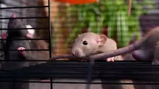Baby rats gnaw a stone / крысята грызут камень для зубов