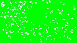Cherry Blossom Petals Rotation No.9 HD Animation - green screen effect & overlay