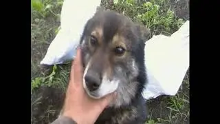 металлокоп. Носим из далека.