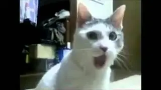 котик смотрит Футбол