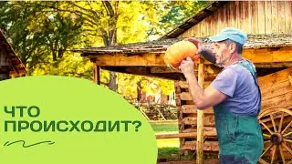 Мы утащили тыкву у соседей...
