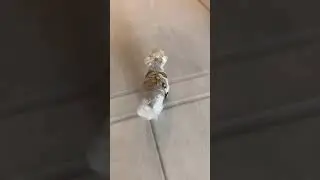 Cute little dog shows it's favorite parent!