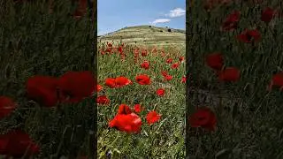 Красота Армении в июне #армения #туризм #travel #shorts #armenia