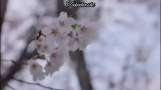 Photograph - Ed Sheeran (Tradução/Legendado)