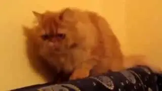 Смешные видео про животных  Улетные животные смешно до слез  Смешные животные до слез