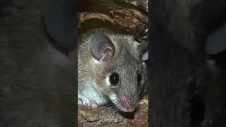 Шахтёр подкармливал крысу и однажды она спасла ему жизнь! 😱 