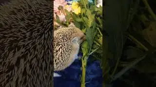 🌳🌲Дикий ёж из дикого леса🦔
