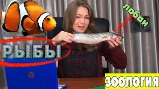 Надкласс Рыбы| Общая характеристика