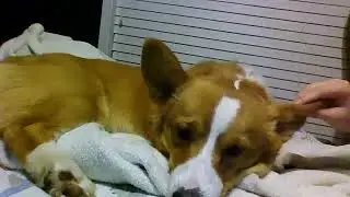 Crumpets gets a good old cheek massage part 2!!!