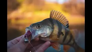 Хорошая Компания -  Хорошая Рыбалка на Степной Реки