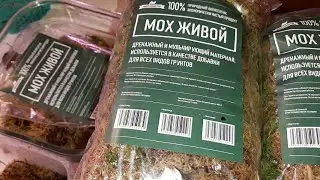 Orchid Moss | Live Sphagnum Moss for Winter Storage